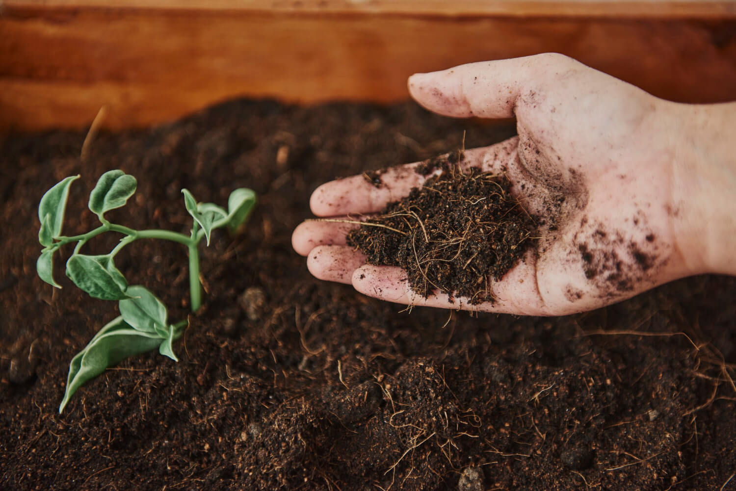 10 Tips to Maintain Gardening Soil Healthy